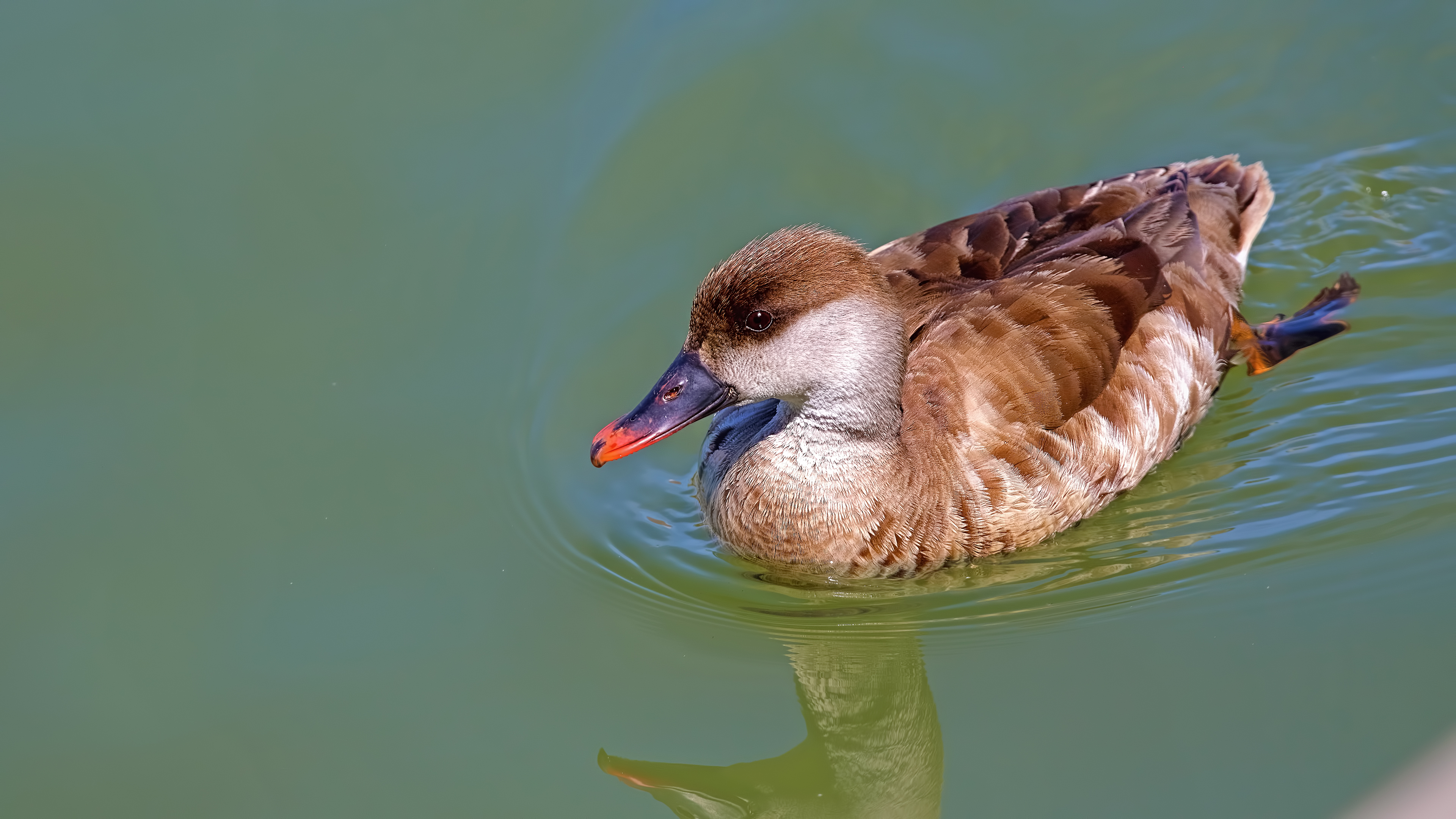 Red-crested Pochard